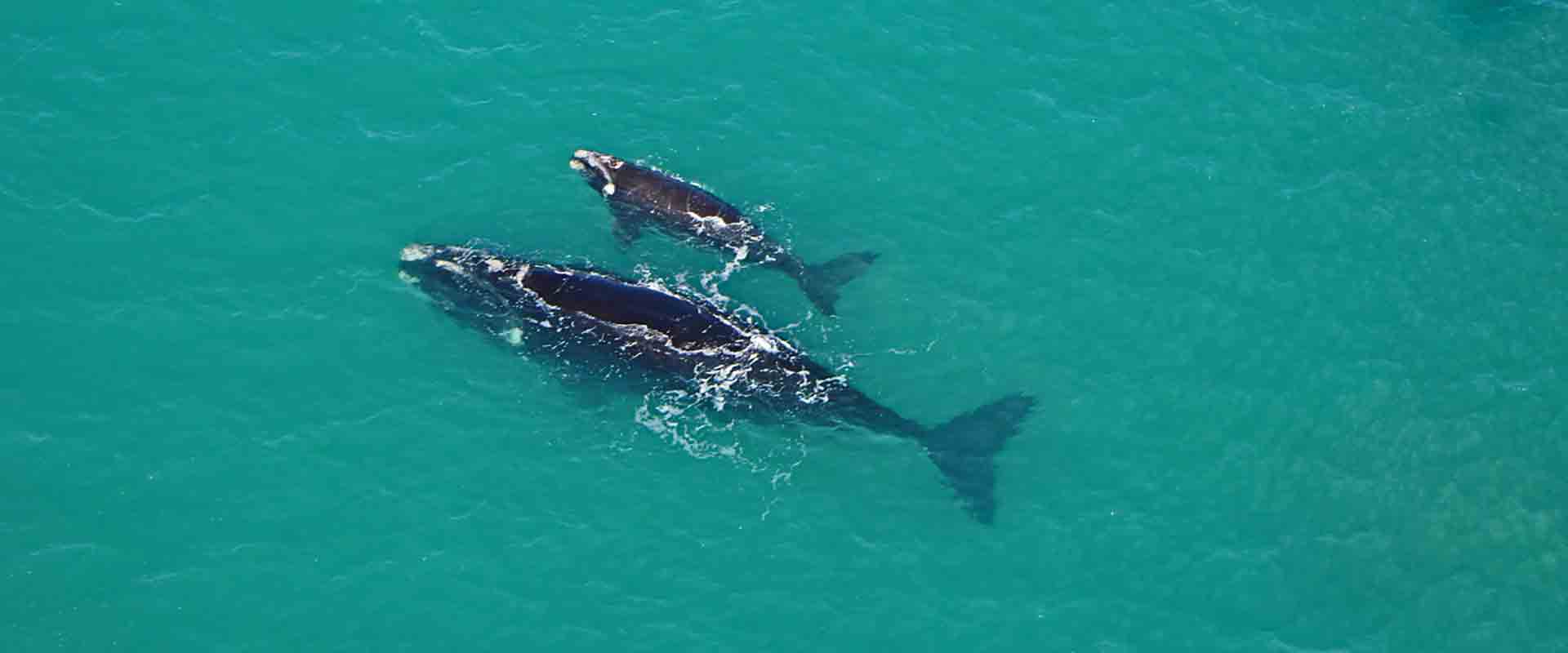 Southern Right Whales, Fleurieu Peninsula